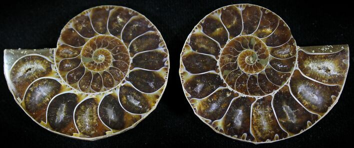 Small Desmoceras Ammonite Pair - #23813